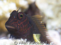 Springer's Blenny.  Image taken in four feet of water and... by Allan Vandeford 